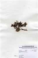 藏品(有柄褐扇藻)的圖片